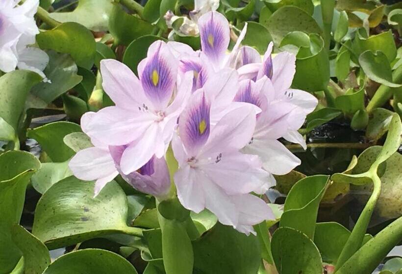 צימר Finca Renacer