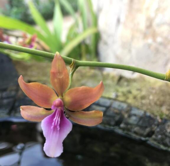 צימר Finca Renacer