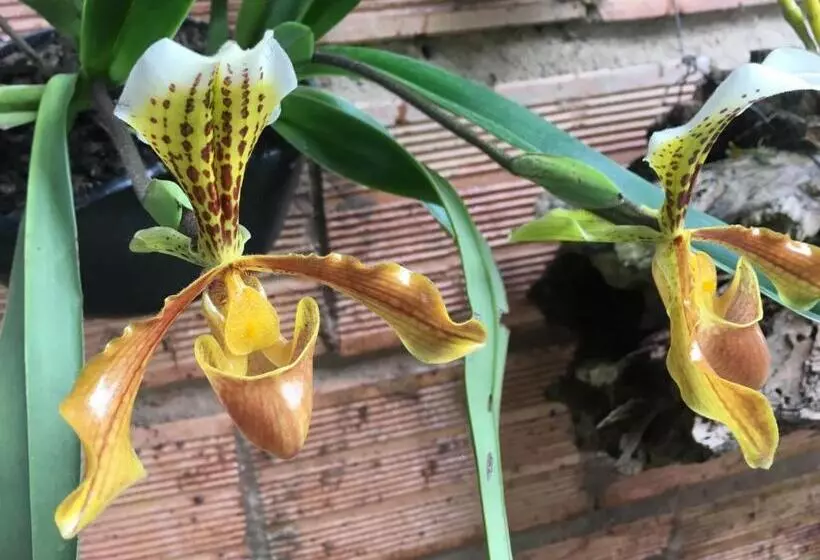 ベッドアンドブレックファースト Finca Renacer