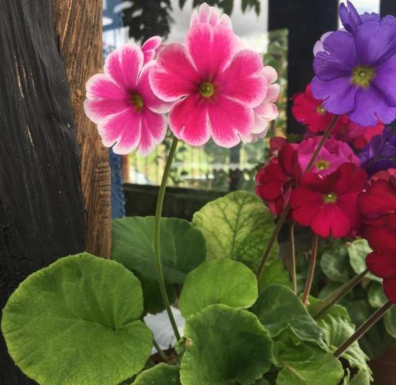 צימר Finca Renacer