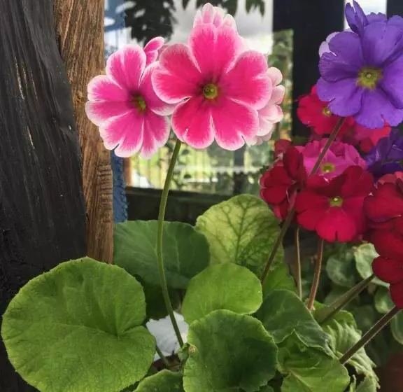 ベッドアンドブレックファースト Finca Renacer