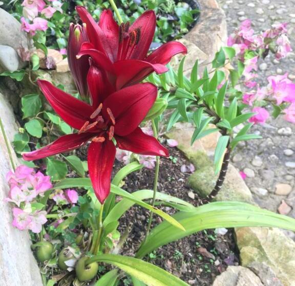 צימר Finca Renacer