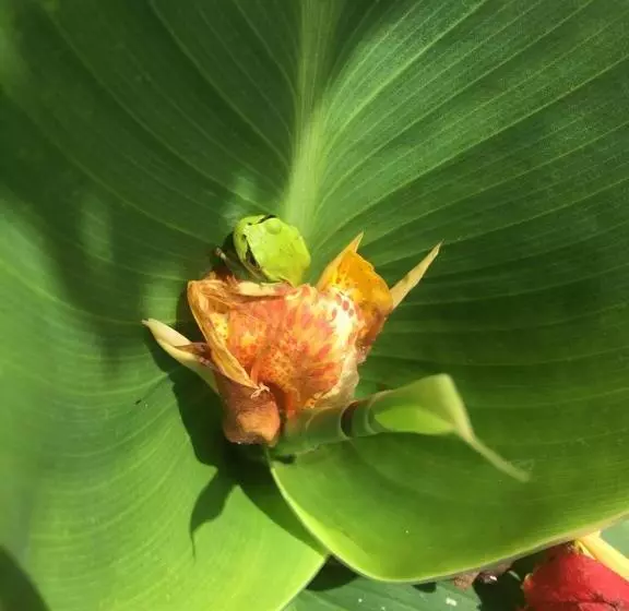 ベッドアンドブレックファースト Finca Renacer