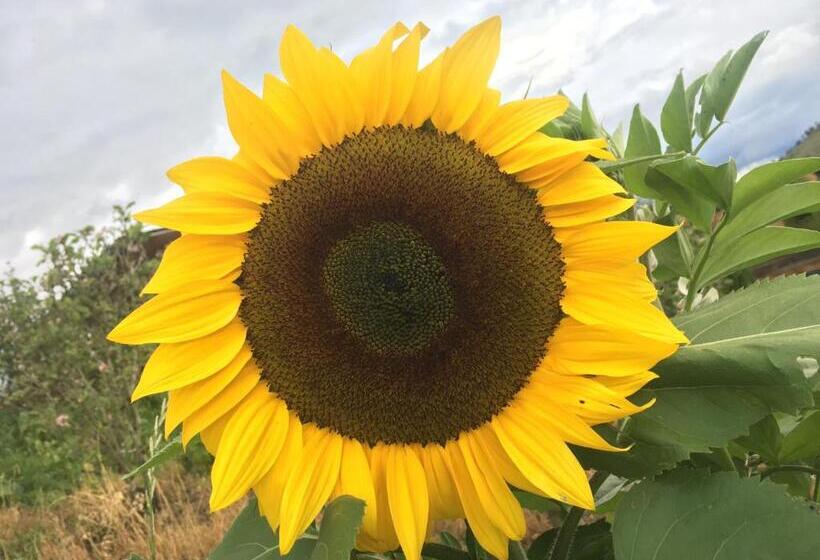 צימר Finca Renacer