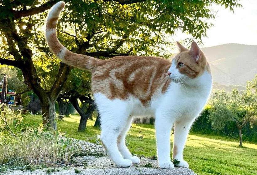 Finca La Higuera   Boutique B&b