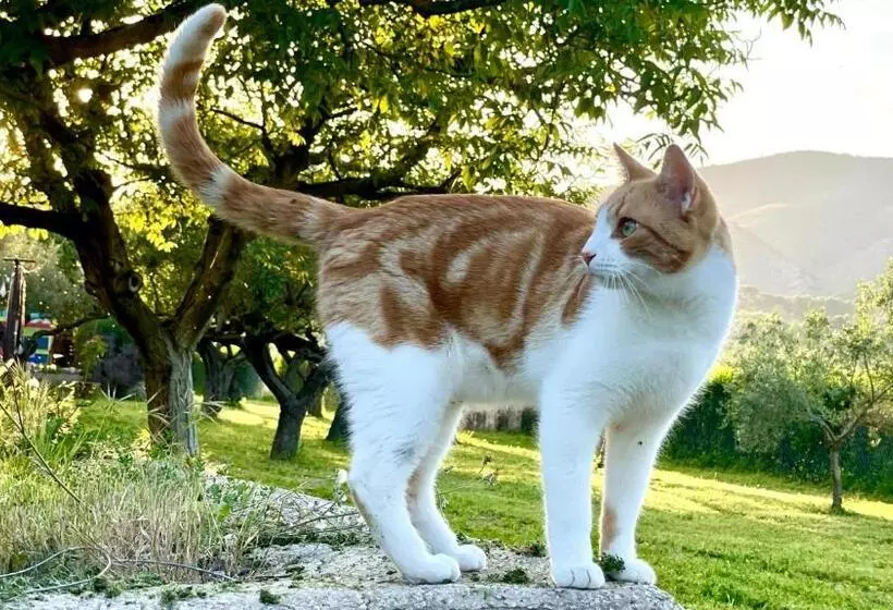 Finca La Higuera   Boutique B&b