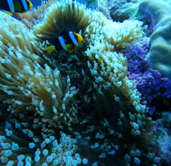 پانسیون Coral Beach Maldives