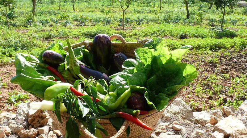 Sa Carrotja   Adults Only