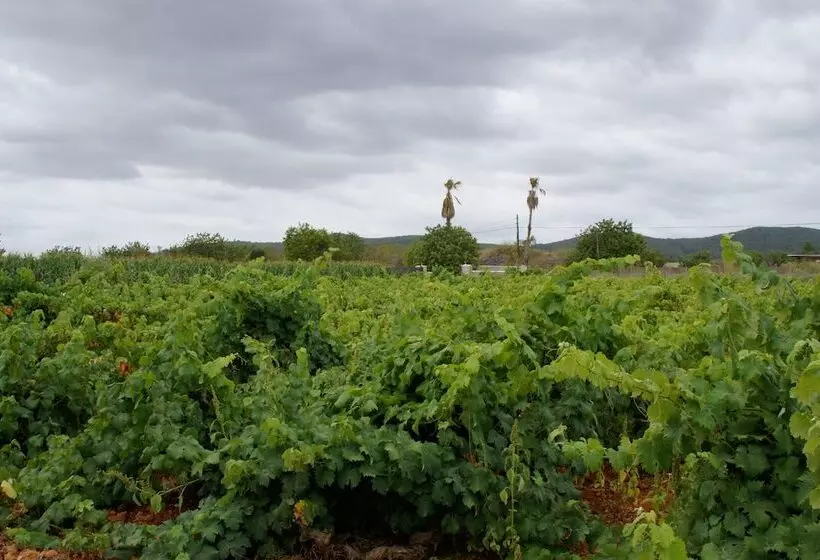 Agroturismo Sa Vinya D En Palerm