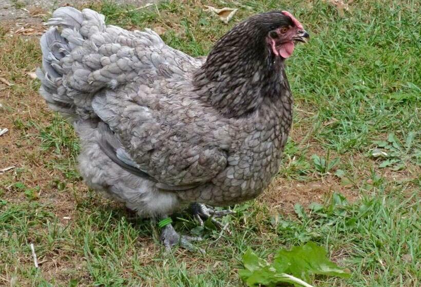 酒店 Ulmenhof Melfsen