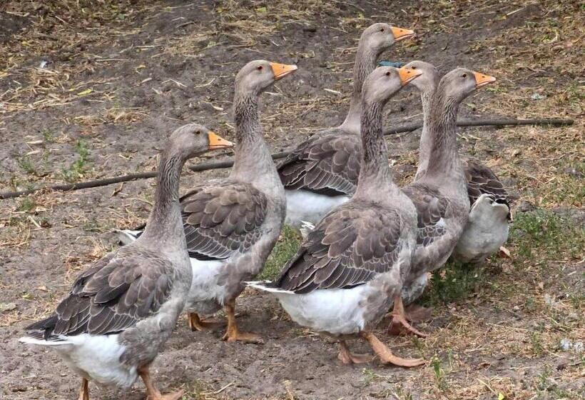 酒店 Ulmenhof Melfsen