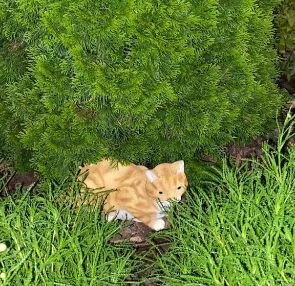 ペンション три кошки