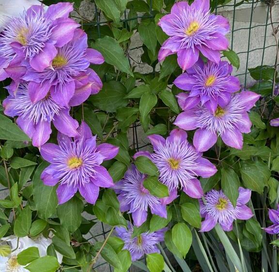 Panzió три кошки