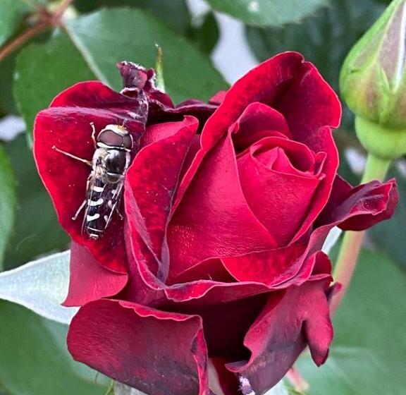 Panzió три кошки