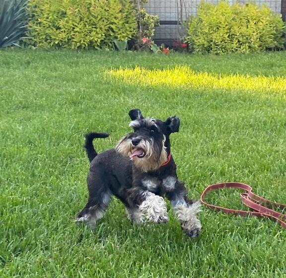 Panzió три кошки