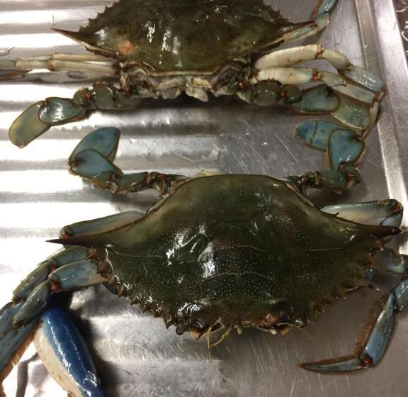 בית מלון כפרי Corona