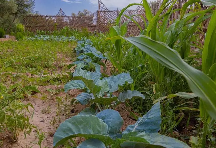 Majatalo Maison D'hôte Amridil