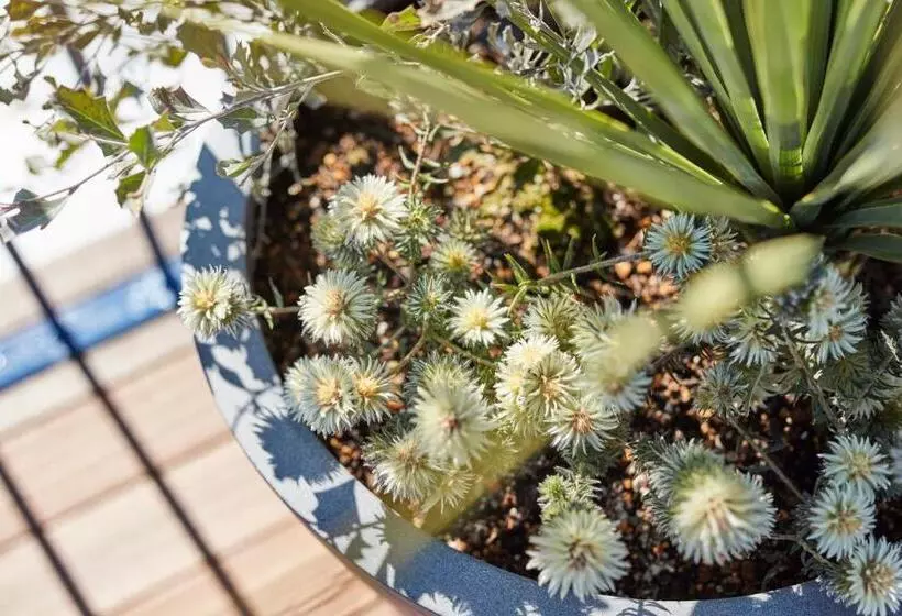 Majatalo The Flow Kamakura