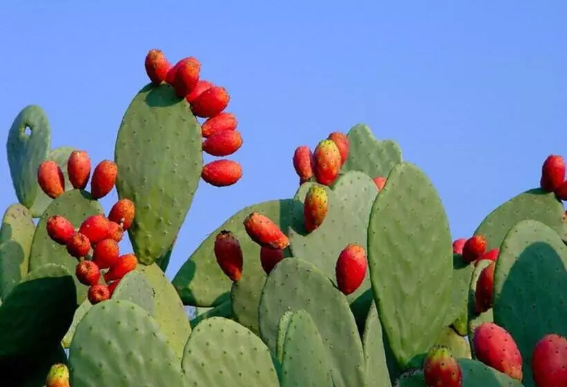 酒店 Borgo Di Campagna