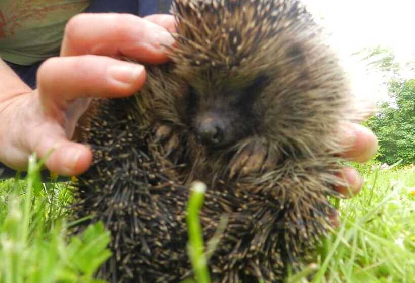 Cosy 5m Bell Tent Glamping In Rural Herefordshire
