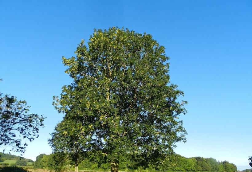 Cosy 5m Bell Tent Glamping In Rural Herefordshire
