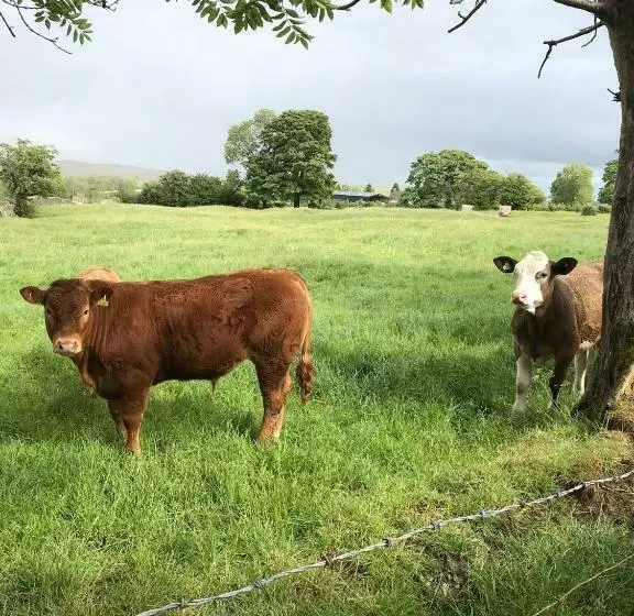 Aamiaismajoitus (B&B) Black Lion Inn