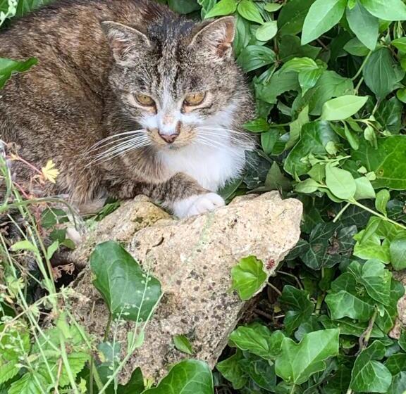 بنسيون Moulin De Champrond  Montmirail  Sarthe