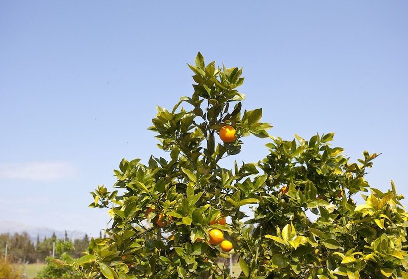 בית מלון כפרי Agroturismo Es Quatre Cantons