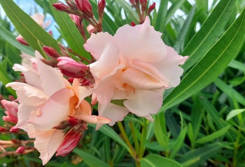 فندق Cap Saint Martin Marina