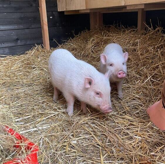 אתר נופש Vakantiepark De Bosrand