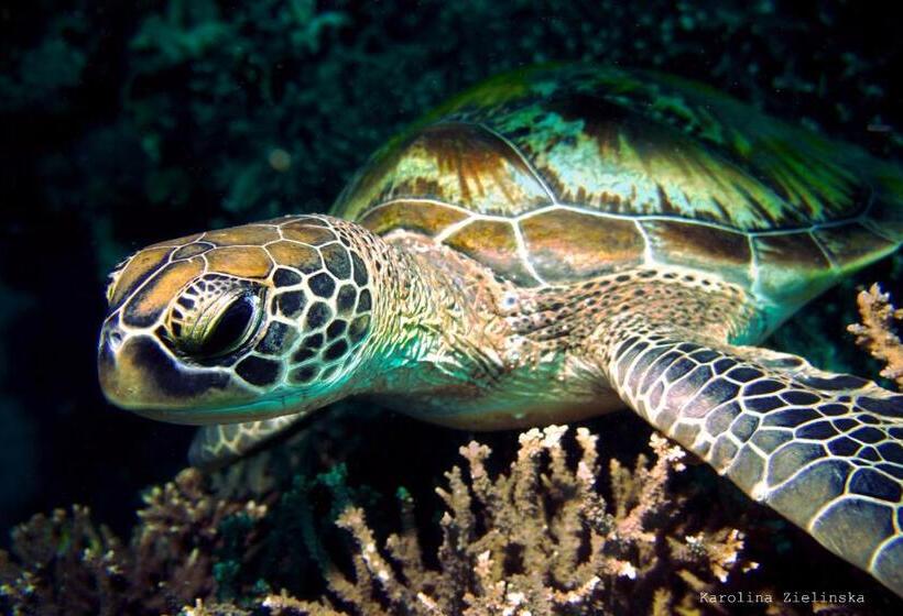 Hotel Nautilus Hostel & Hammocks