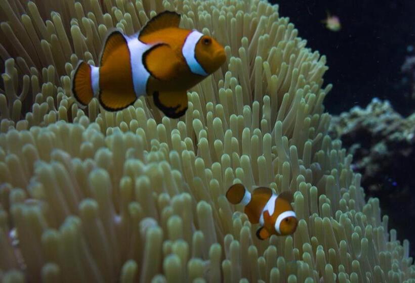 Hotel Nautilus Hostel & Hammocks