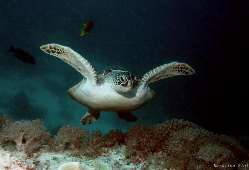 Hotel Nautilus Hostel & Hammocks