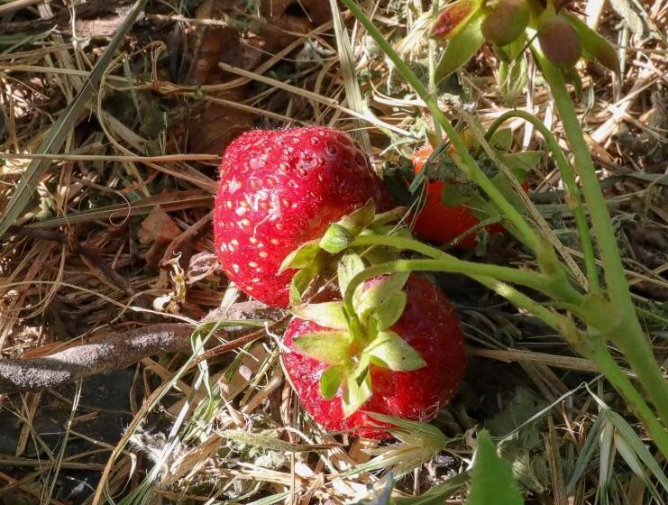 בית מלון כפרי Agriturismo La Vecchia Cascina