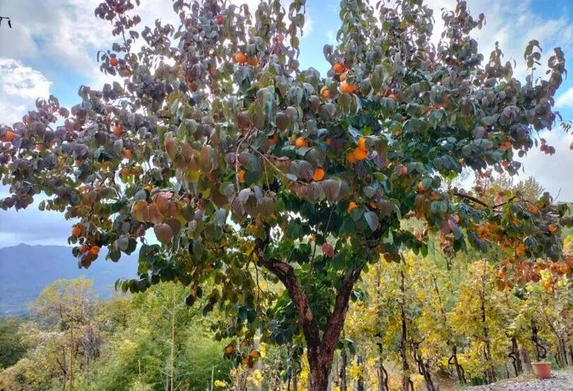 هتل Agriturismo La Vecchia Cascina