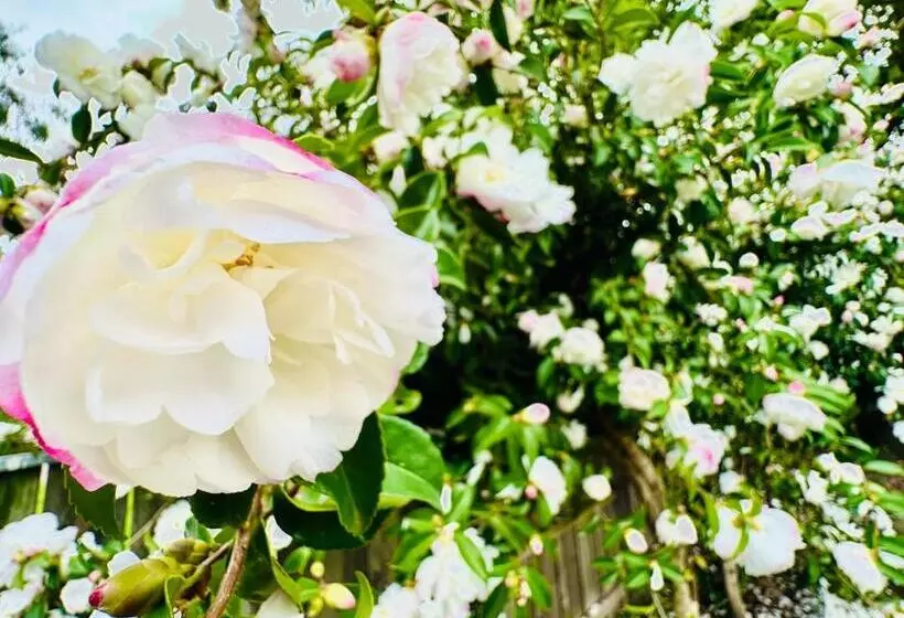 Motelli Auto Lodge Motor Inn