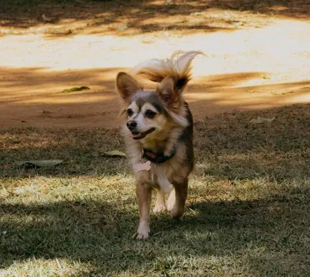 Majatalo Pousada Canto Dos Passaros