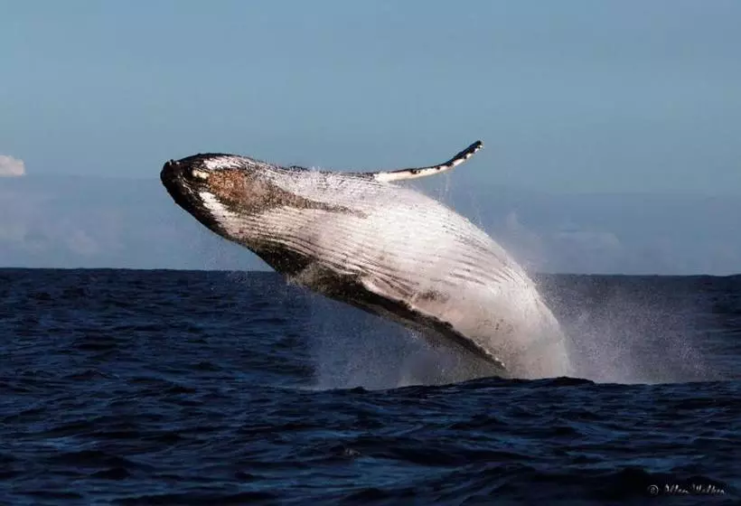 ホテル Agulhas House & Diving