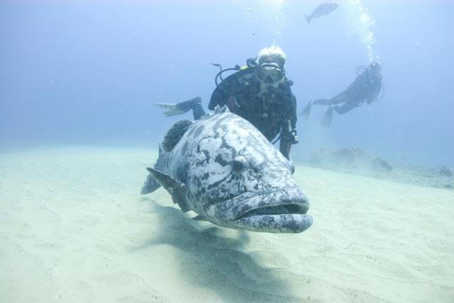 Отель Agulhas House & Diving