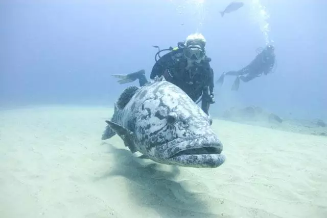 ホテル Agulhas House & Diving