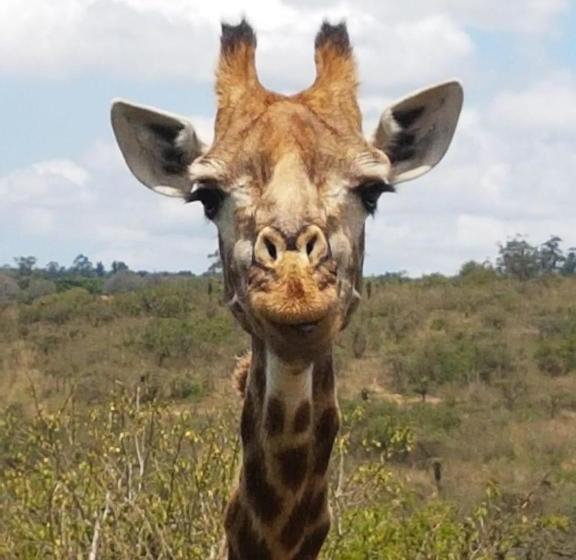 Отель Agulhas House & Diving