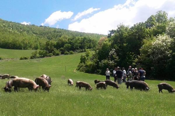 פנסיון Resort La Dimora Maiale Brado Di Norcia