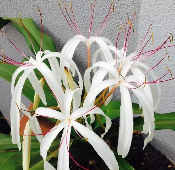 هتل Dunas Ilha Da Boavista Sal Rei