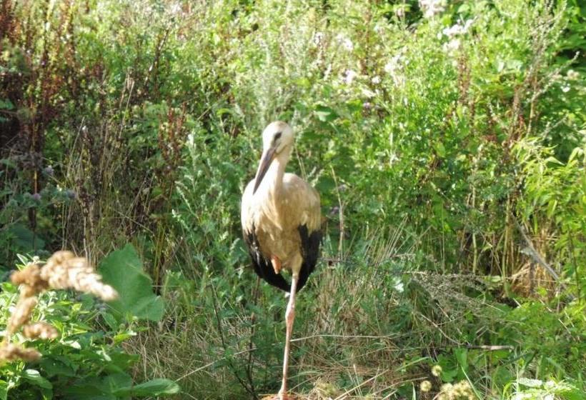 酒店 Pension Hohen Sprenz Objekt 10278