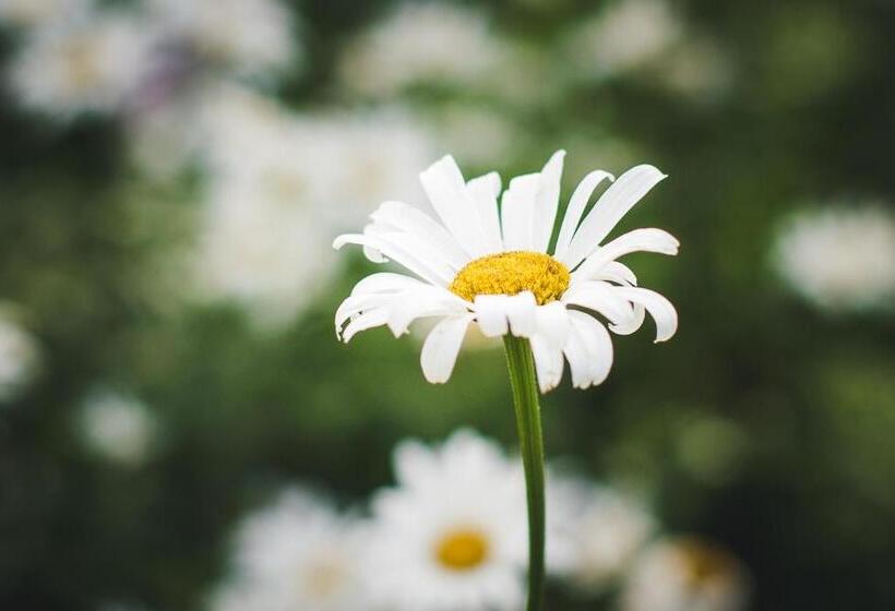 Abbie's Garden Bed & Breakfast