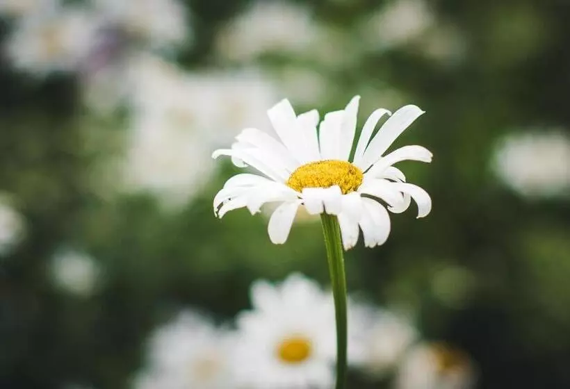 Abbie's Garden Bed & Breakfast