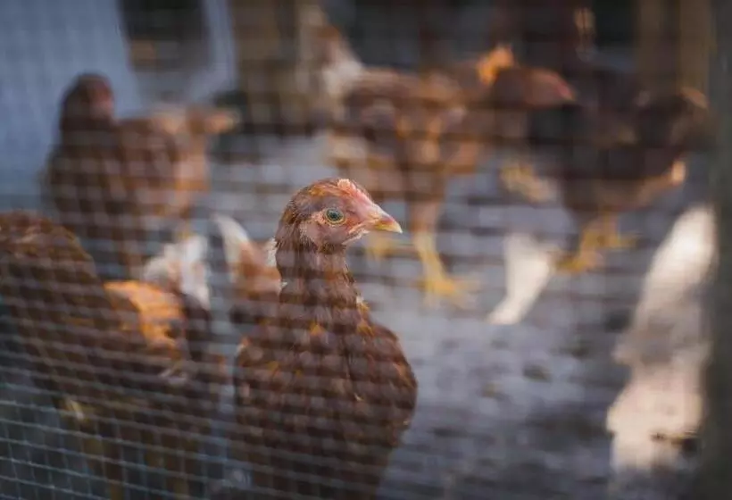 Abbie's Garden Bed & Breakfast