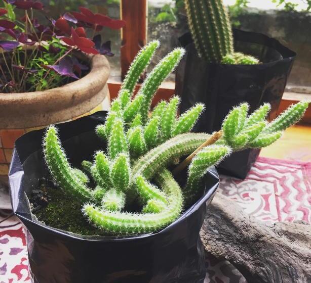 Herberge Profe Nelson