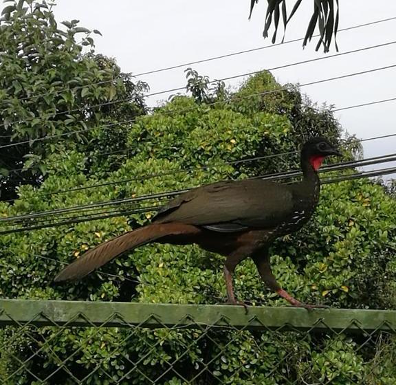 ホテル Hospedaje Las Orquídeas