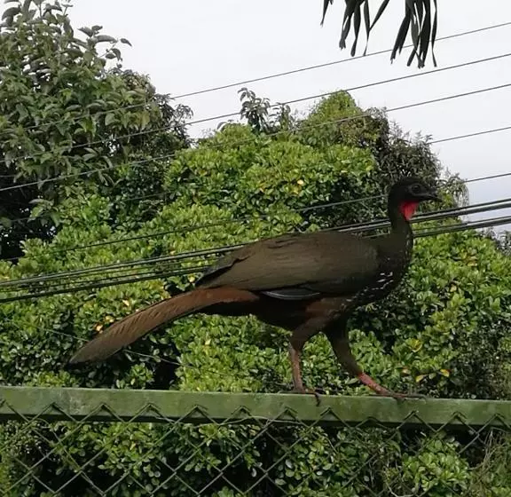 Hotelli Hospedaje Las Orquídeas